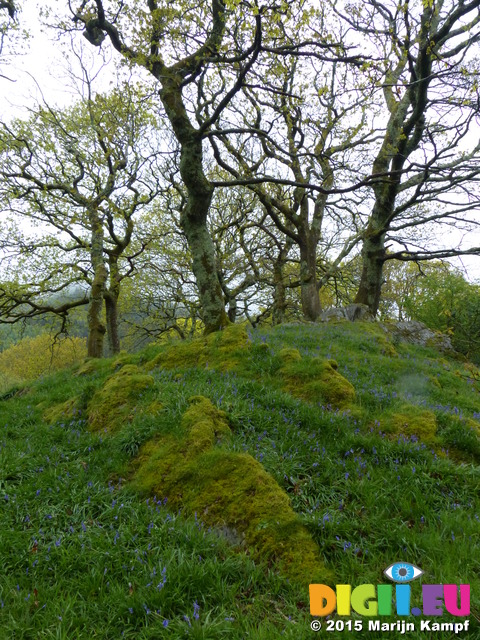 FZ014874 Common Bluebells